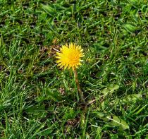 dandelion